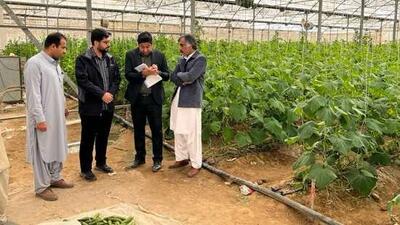  پایش سموم و آلاینده‌های محصولات کشاورزی سیستان‌ و بلوچستان