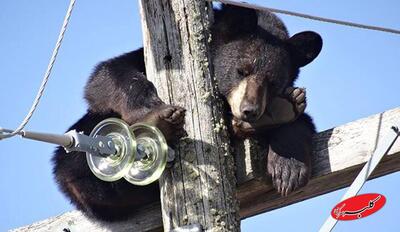  لحظه نجات خرس بازیگوش از خطر برق‌گرفتگی | ویدئو - کلبه سرگرمی