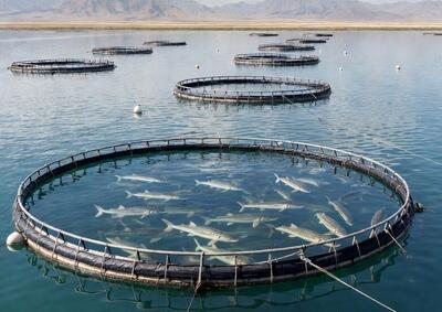  پرورش خاویاری دریایی در گلستان؛ طلای سیاه خزر برمی‌گردد