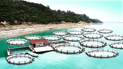  پرورش خاویاری دریایی در گلستان؛ طلای سیاه خزر برمی‌گردد
