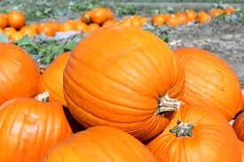  راهنمای تشخیص کدو حلوایی شیرین