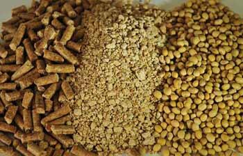  افزایش قیمت دانه‌های روغنی وارداتی با افشای شرکت بورسی در کدال +سند