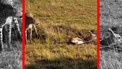  فیلم شکار غزال توسط یوزپلنگ در حیات وحش