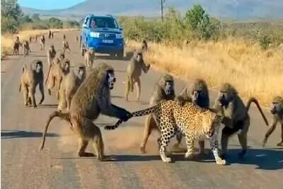  حمله وحشیانه 50 بابون وحشی به یوزپلنگ + فیلم