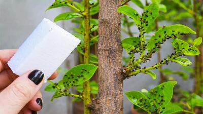  با یک ترفند آسان از شر أفات گیاهان راحت شوید