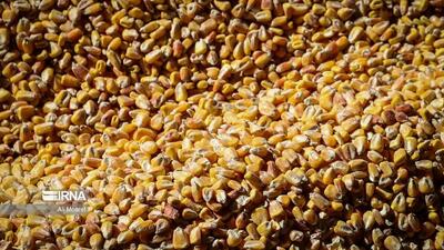  تسهیلات صفر درصد برای دامداران و عشایر سمنان؛ شارژ ۲.۵ هزار میلیارد ریالی نهاده‌ها