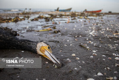  مرگ خاموش  باکلان  ها در سواحل خزر