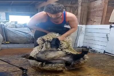  دامداری نوین؛ جوری یه دست پشم و پیل گوسفند رو زد کلا چسبیده بهم میشه جای فرش انداختش