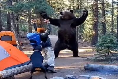  معماری طبیعت؛ خرس مرد و سگش رو وسط جنگل خفت کرد مجبور کرد باهاش ورزش کنن