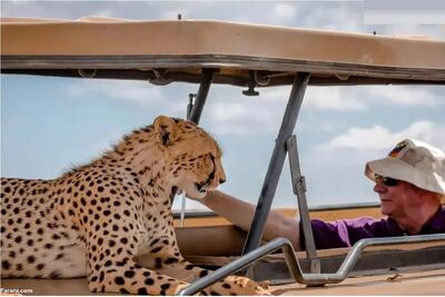  بدایع حیات وحش؛ یوزپلنگ خودشو انداخت به خانومه از مهلکه بگریزه