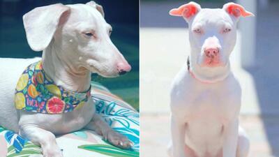  آلبینیسم در سگ ها: عوارض، مراقبت و نژادهای مستعد