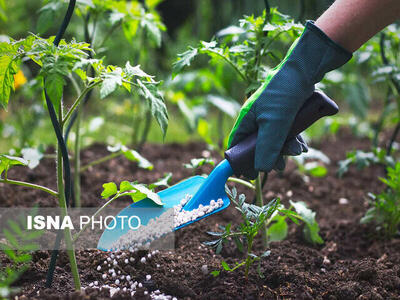  تأمین ۱۰۸ درصدی کود اوره در قم