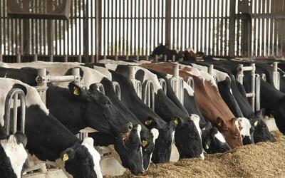  پرورش گاو و کسب درآمد از آن؛ نکات کلیدی و مراحل گاوداری