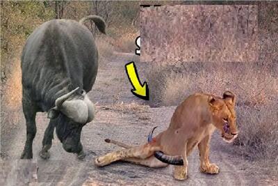  مستند حیات وحش؛ سعی شیر برای مبارزه با گاو عاقبت خوشی نداشت