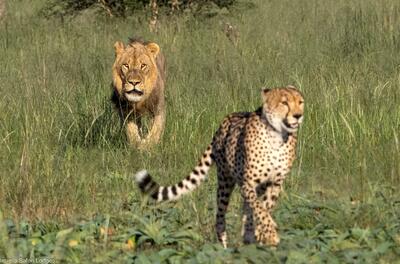  مستند حیات وحش؛ دنبال بازی شیر و یوزپلنگ