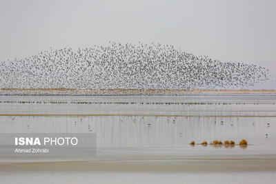  سرشماری پرندگان مهاجر «تالاب مُرِّه» - قم