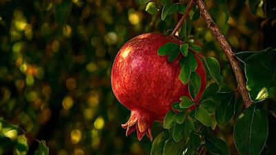  فال ابجد روزانه 26 بهمن