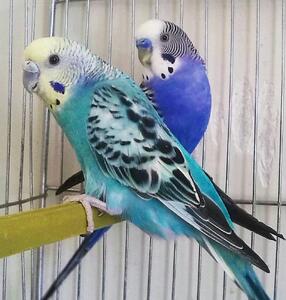  رنگ های مرغ عشق: از ژنتیک تا پرورش