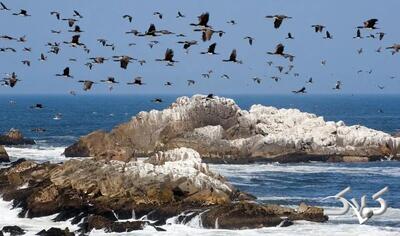  تمدنی بر پایۀ «مدفوع پرندگان دریایی»! - مجله اینترنتی کولاک