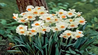  برداشت نرگس در پلدختر آغاز شد + فیلم