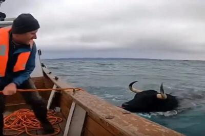  معماری طبیعت؛ گاو قایمکی ورزش میکرده