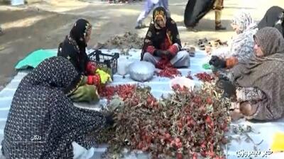  دلگان قطب تولید حنا و چای ترش کشور + فیلم