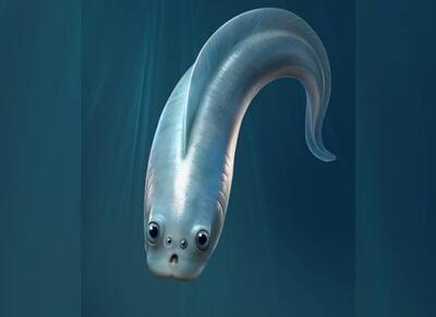  تحقیق جدید: نیاکان اولیه ما چهار چشم داشتند! - اکونیوز