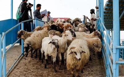  قیمت جدید دام زنده اعلام شد/ گوسفند ارزان شد + جزییات