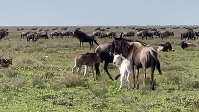 فیلم مشاهده گوساله سفید گوزن یالدار