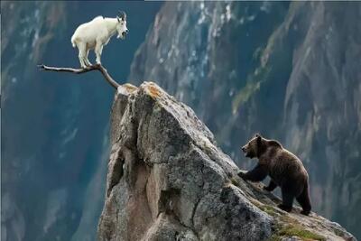  مستند حیات وحش؛ جاذبه به ریش حیوونا میخنده