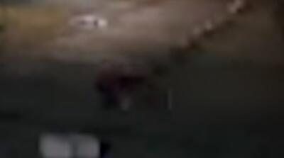 لحظات حمله گرگ به دانشجو در محوطه دانشگاه زنجان