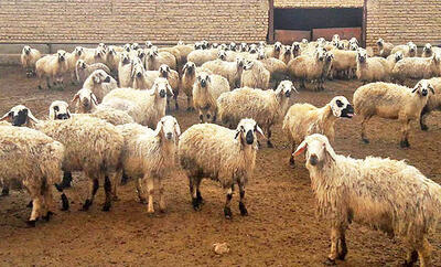  گوسفند ارزان شد| اعلام قیمت جدید دام زنده در بازار