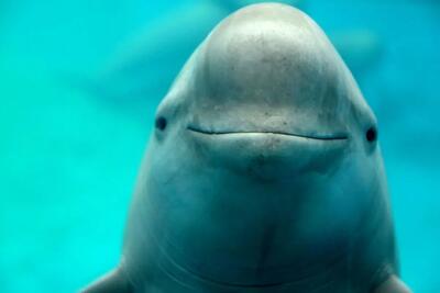  علت مرگ گرازماهی‌ها در خلیج فارس؛ از تورهای صیادی تا برخورد با شناورها