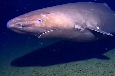  ثبت نخستین تصویر از کوسه در اقیانوس جنوبگان