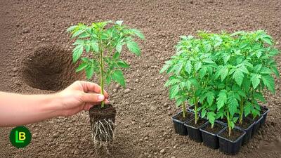  ترفند کاشت گوجه در خانه با دمنوش بابونه !! ریشه های قوی و گوجه های درشت