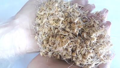  چگونه خودمان جوانه گندم را به دست بیاوریم؟