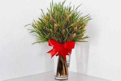  آموزش کاشت سبزه زیبا خوشه گندم برای سفره هفت سین