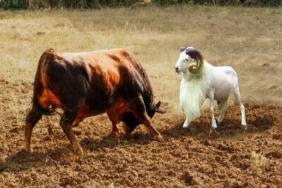  مستند حیات وحش؛ مخاصمه بز و گاو وقتی گاو غول کتک میخورد