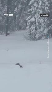  ورود سه خرس به پیست اسکی در کالیفرنیا