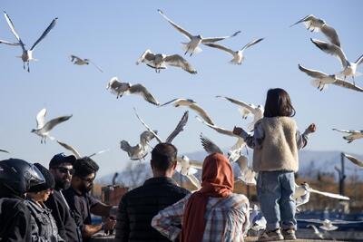  تصاویر؛ کاکایی‌ها؛ میهمان رودخانه «خشک» شیراز