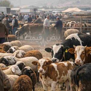  تغییر نرخ دام زنده؛ کشتارگاه‌ها از شلوغی بازار قبل عید گفتند | جدول قیمت ۱ اسفند ۱۴۰۴ +(قیمت دام زنده امروز جمعه ۱ اسفند ۱۴۰۴)