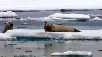  فیلم شکار فوک دریایی توسط خرس قطبی