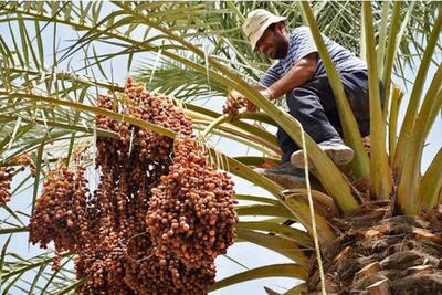  ایران در میان ۵ کشور اول تولیدکننده خرما در جهان