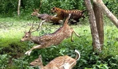  مستند حیات وحش؛ ببر میزنه به گله آهو تیکه پارش کنه هیچی جلودارش نیست