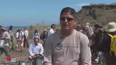  لاک‌پشت‌های منقرض شده دوباره در گالاپاگوس قدم می‌زنند