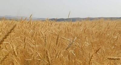  پیشنهاد گندم ۵۲ هزار تومانی به دولت | جهان نیوز