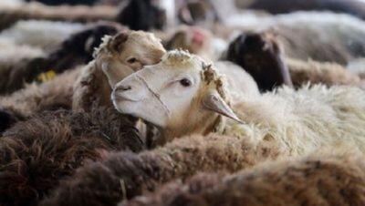  بستانچی: طرح جهش تولید دام در ۱۱ شهرستان آذربایجان غربی اجرا می شود