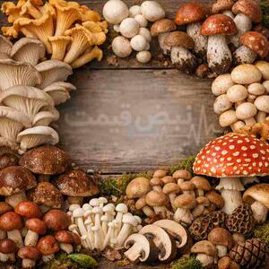  جایگزینی ناگهانی قارچ با گوشت؛ تولیدکنندگان دلیل افزایش بی‌سابقه تقاضا برای این پروتئین را توضیح دادند | قیمت قارچ صادراتی و داخلی ۲ اسفند ۱۴۰۴ +(قیمت قارچ امروز شنبه ۲ اسفند ۱۴۰۴)