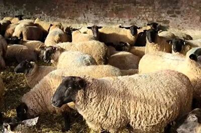  قیمت جدید دام‌زنده امروز شنبه ۲ اسفند ۱۴۰۴/ قیمت گوسفند و گوساله چه تغییری کرد؟