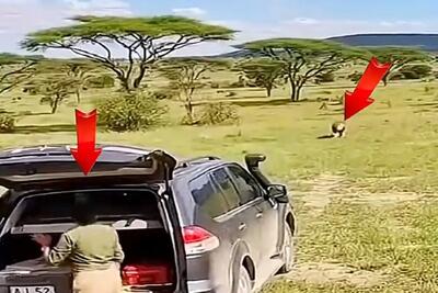  معماری طبیعت؛ خانومه مغزش خوب کار کرد وگرنه شیر جای غذا میبردش سر سفره اهل و عیالش